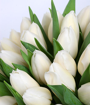 White tulips.jpg