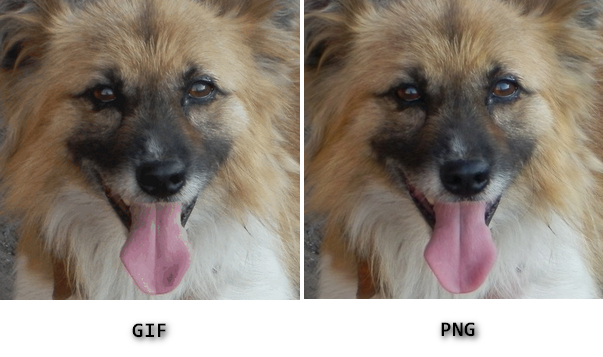 GIF VS PNG.png