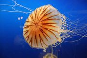 Медуза.jpg