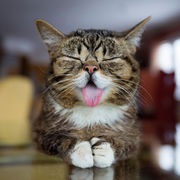 Funny-animals-sticking-tongues-13.jpg