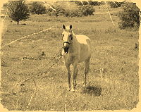 Одинокая лошадь.jpg