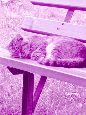 Фіолетовий кіт.jpg