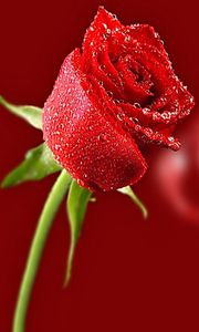 1352458338 rose-with-love-roza-s-lyubovyu-480x800.jpg