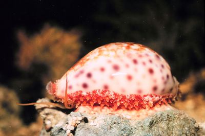 1200px-Cypraea chinensis with partially extended mantle.jpg