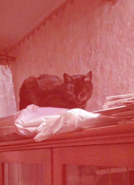 Файл:Kholodniy Red.jpg