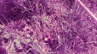 Чухран кольоровий фільтр фіолетовий.jpg