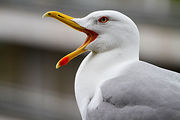 Larus michahellis, Kavala, Greece 2013.JPG