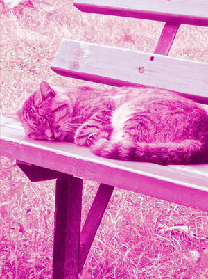 Рожевий кіт.jpg