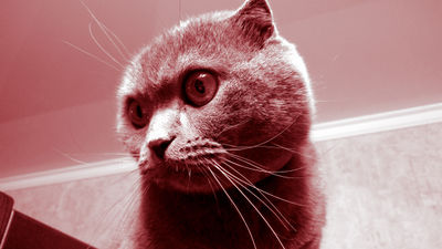 Cat Red tint.jpg