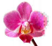 Phalaenopsis JPEG.jpg