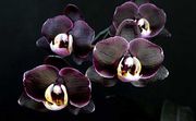 Doritaenopsis-ever-spring-prince-black-ruby-foto-384.jpg