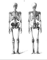 2.скелет.jpg