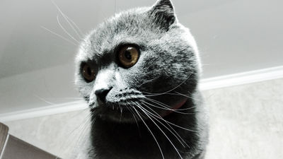 Cat Misty.jpg