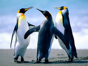 Пінгвіни.jpg