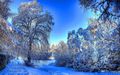 335642-nature-lonely-snow.jpg