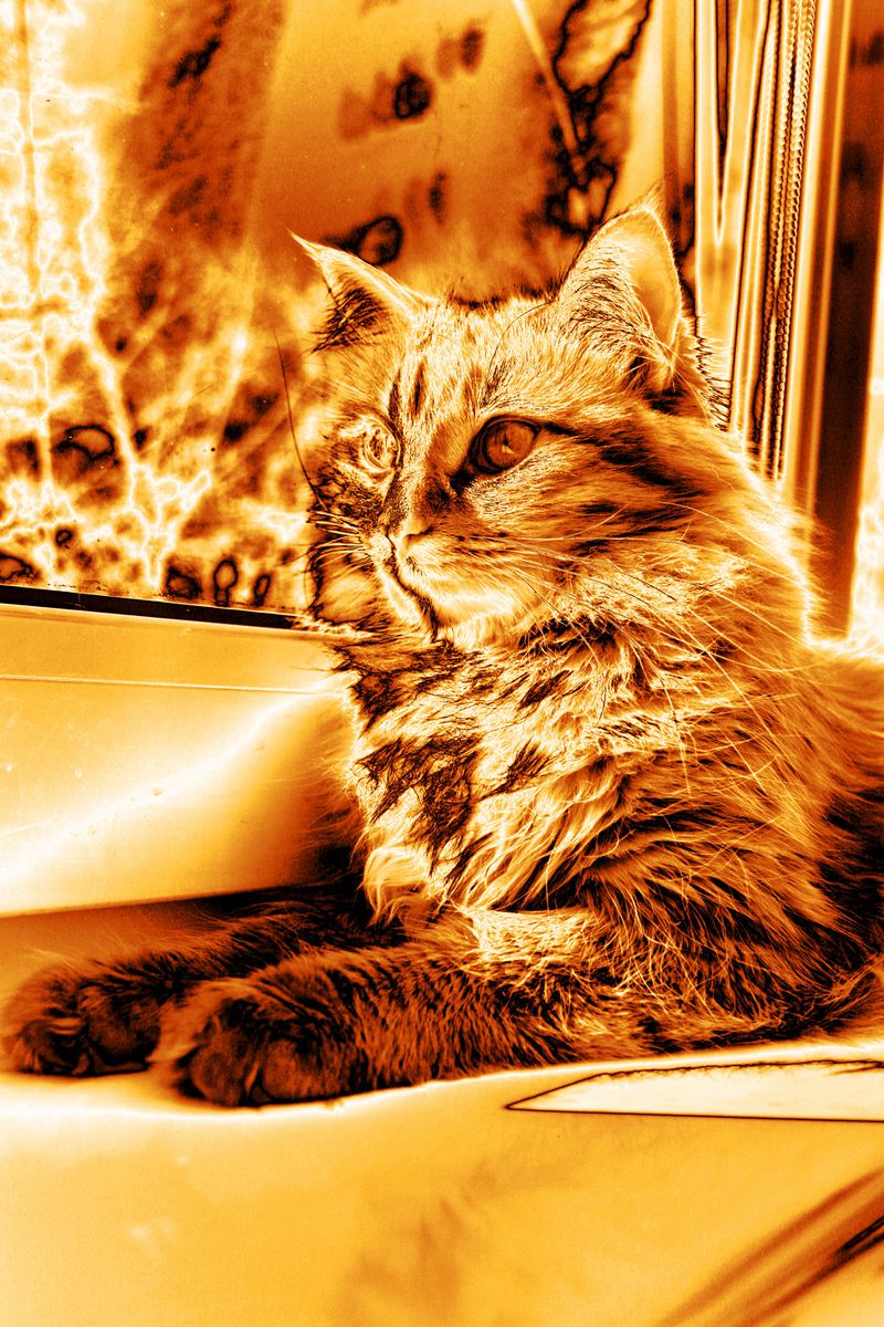 Gold cat.jpg