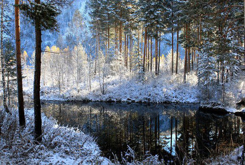 Id 2339109 c1 beautiful forest bg.jpg