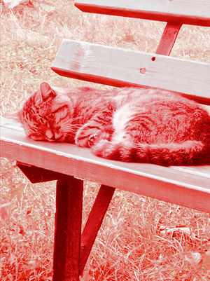 Червоний кіт.jpg