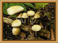 Лісні гриби.jpg