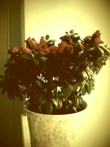 Файл:Noga filter5.jpg