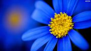 Pretty-blue-flower-wallpaper-640x360.jpg