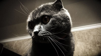 Cat Twilight.jpg
