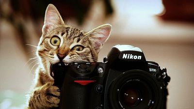 Кот-и-фотоаппарат.jpg